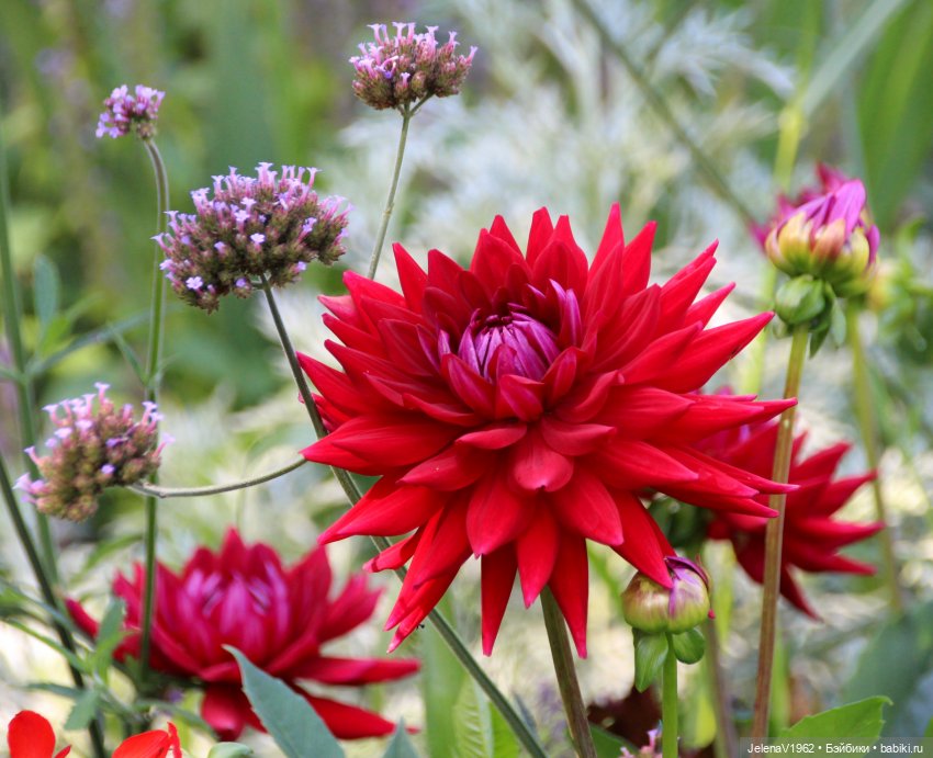 Лето - это маленькая жизнь. И снова самые обаятельные и привлекательные и моё крючкотворчество | Бэйбики Лето - это маленькая жизнь. И снова самые обаятельные и привлекательные и моё крючкотворчество