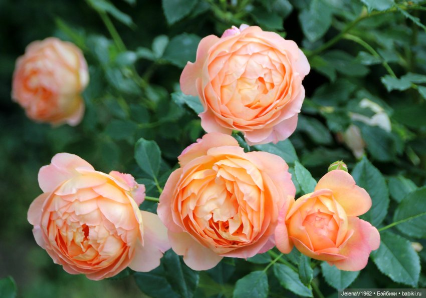 Лето - это маленькая жизнь. И снова самые обаятельные и привлекательные и моё крючкотворчество | Бэйбики Лето - это маленькая жизнь. И снова самые обаятельные и привлекательные и моё крючкотворчество