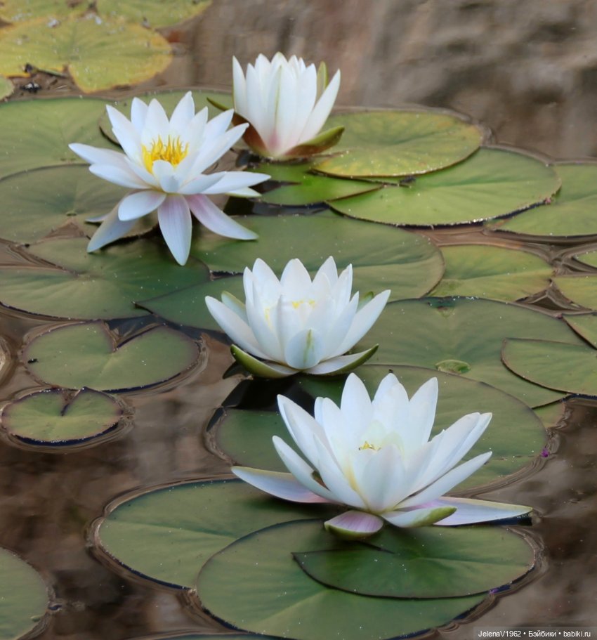 Лето - это маленькая жизнь. И снова самые обаятельные и привлекательные и моё крючкотворчество | Бэйбики Лето - это маленькая жизнь. И снова самые обаятельные и привлекательные и моё крючкотворчество