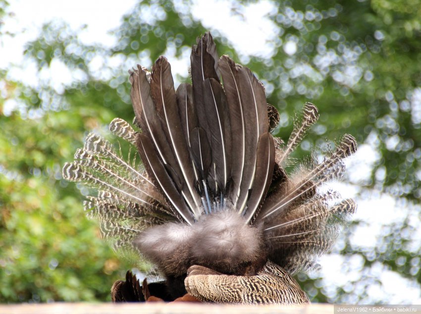 Лето - это маленькая жизнь. И снова самые обаятельные и привлекательные и моё крючкотворчество | Бэйбики Лето - это маленькая жизнь. И снова самые обаятельные и привлекательные и моё крючкотворчество