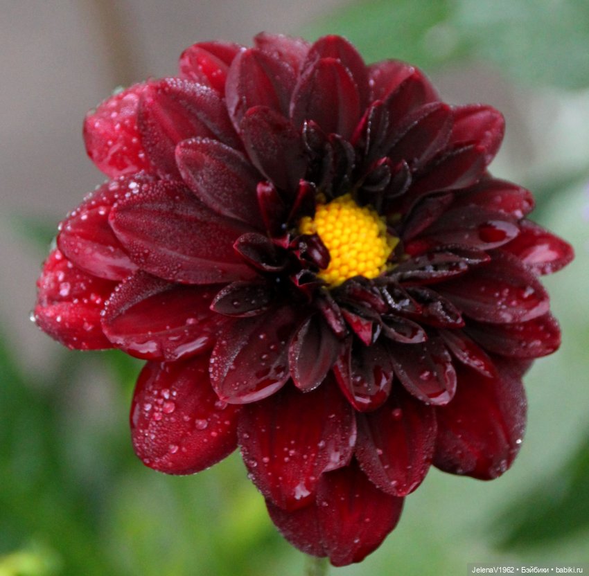 Лето - это маленькая жизнь. И снова самые обаятельные и привлекательные и моё крючкотворчество | Бэйбики Лето - это маленькая жизнь. И снова самые обаятельные и привлекательные и моё крючкотворчество