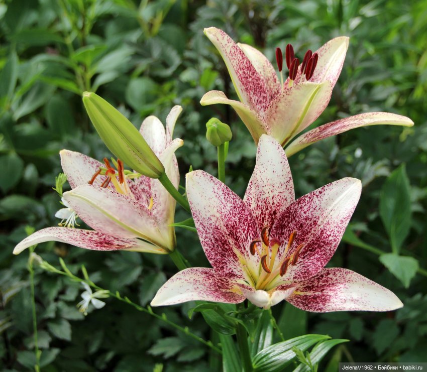 Лето - это маленькая жизнь. И снова самые обаятельные и привлекательные и моё крючкотворчество | Бэйбики Лето - это маленькая жизнь. И снова самые обаятельные и привлекательные и моё крючкотворчество