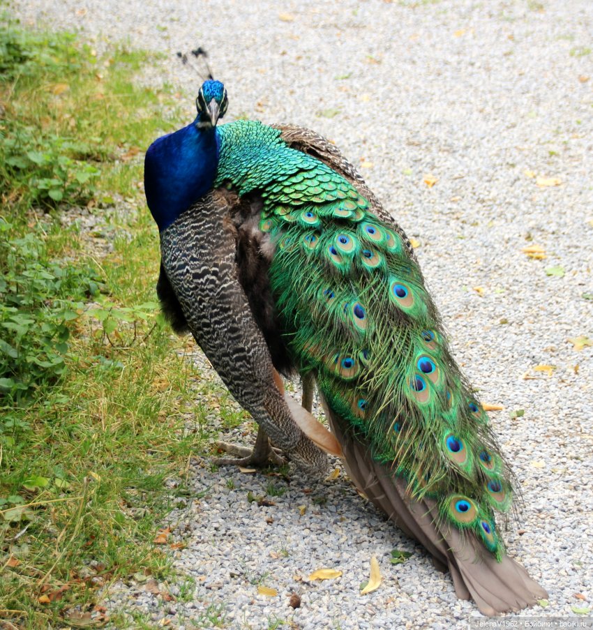 Лето - это маленькая жизнь. И снова самые обаятельные и привлекательные и моё крючкотворчество | Бэйбики Лето - это маленькая жизнь. И снова самые обаятельные и привлекательные и моё крючкотворчество