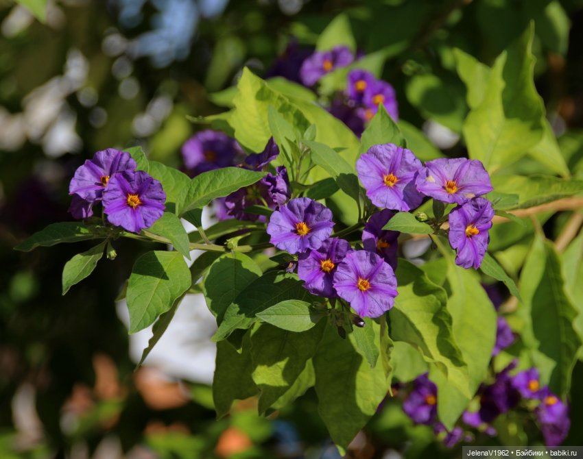 Лето - это маленькая жизнь. И снова самые обаятельные и привлекательные и моё крючкотворчество | Бэйбики Лето - это маленькая жизнь. И снова самые обаятельные и привлекательные и моё крючкотворчество