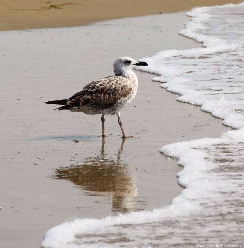Осеннее море, Цвергназе и морской кот