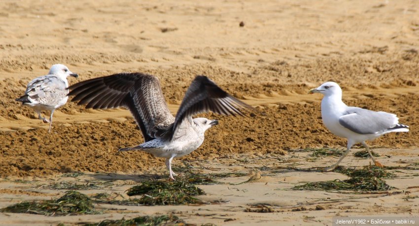 Осеннее море, Цвергназе и морской кот