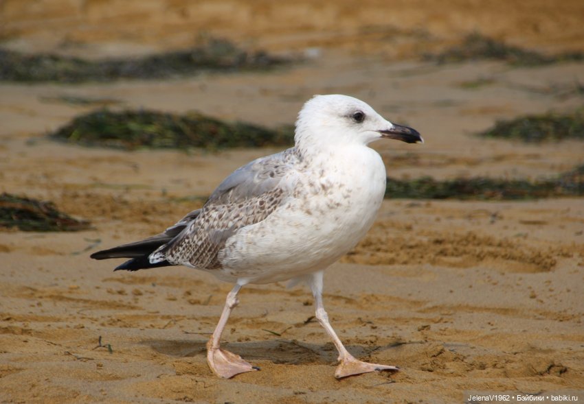 Осеннее море, Цвергназе и морской кот