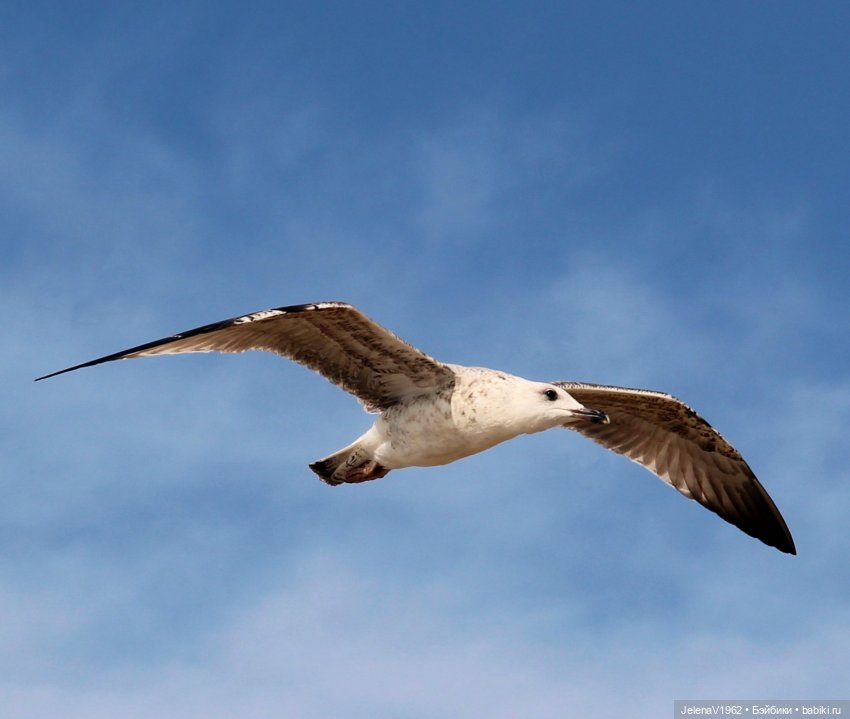 Осеннее море, Цвергназе и морской кот