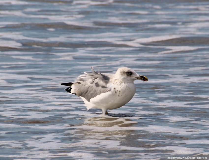 Осеннее море, Цвергназе и морской кот