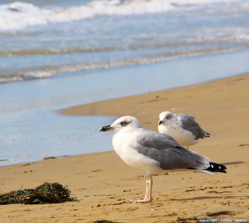 Осеннее море, Цвергназе и морской кот
