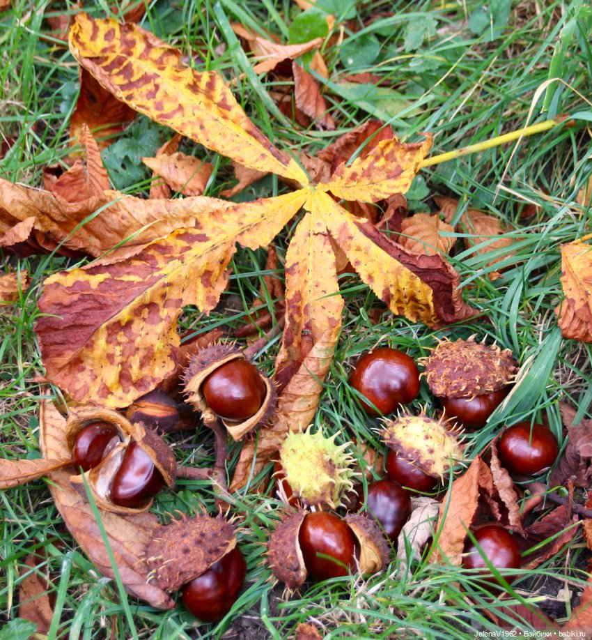 Мийский топик. Времена года