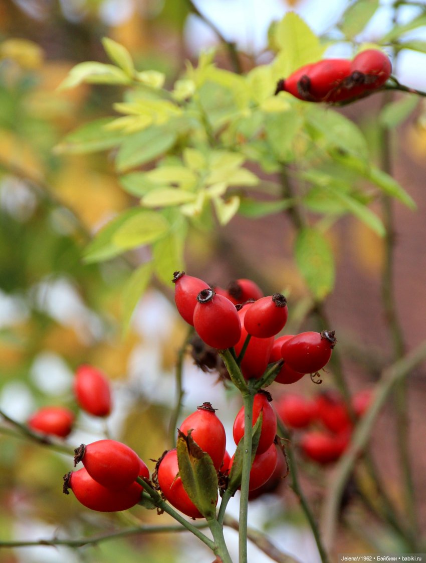 Мийский топик. Времена года