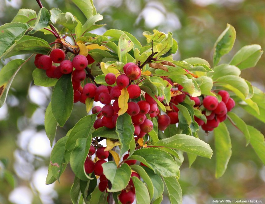 Мийский топик. Времена года