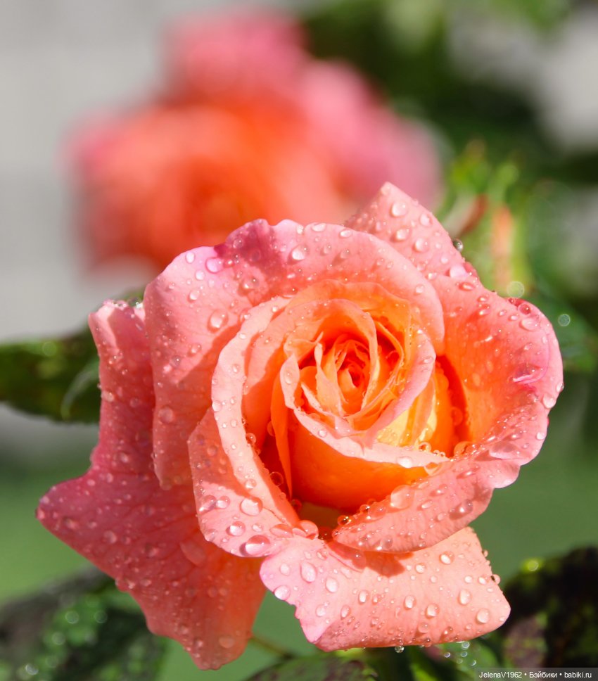 Мийский топик. Времена года