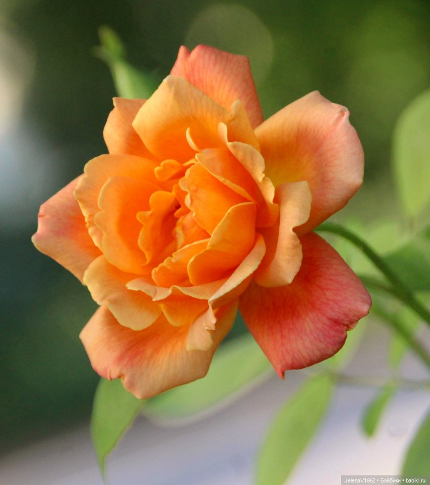 Мийский топик. Времена года