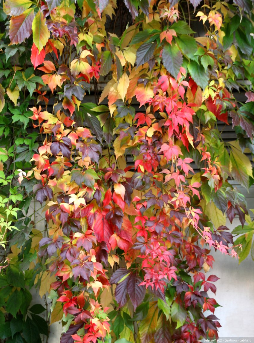 Мийский топик. Времена года