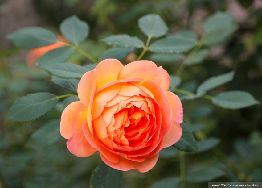 Мийский топик. Времена года