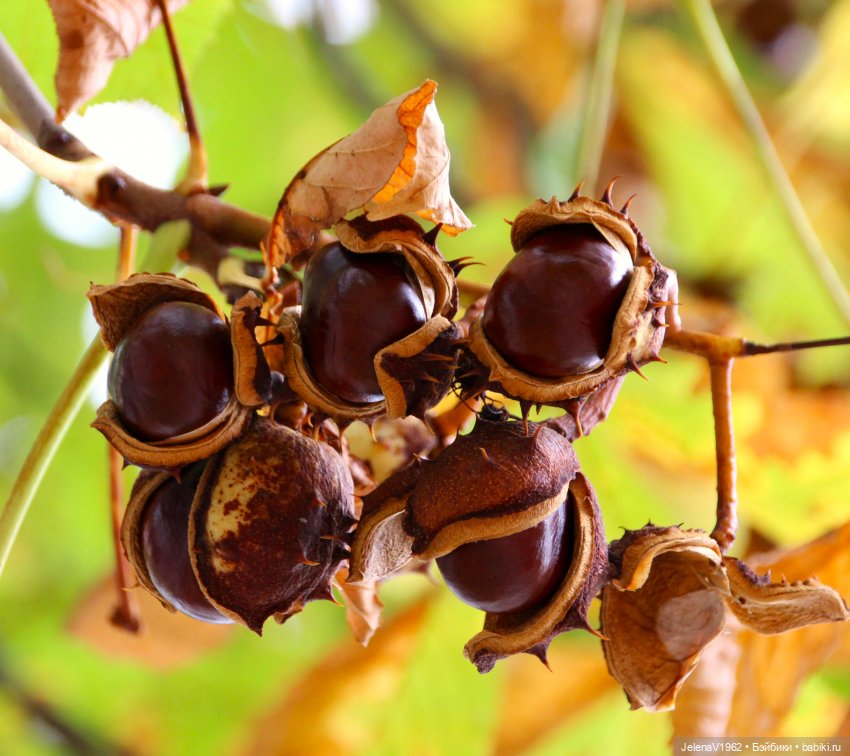 Мийский топик. Времена года