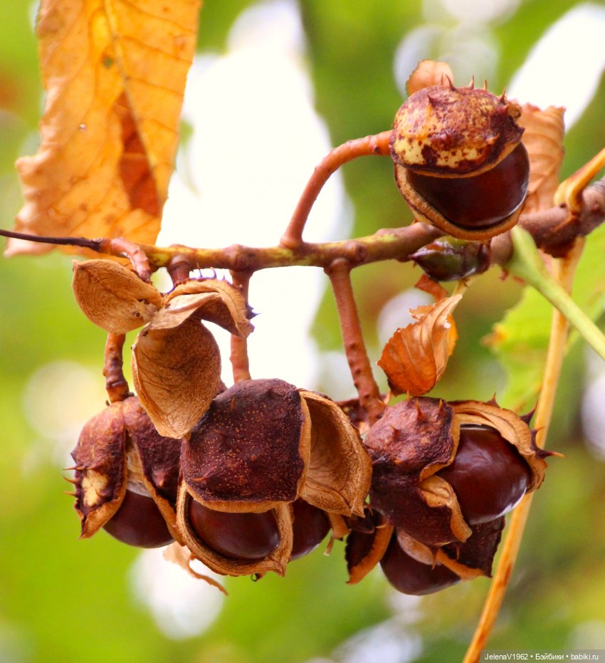 Мийский топик. Времена года