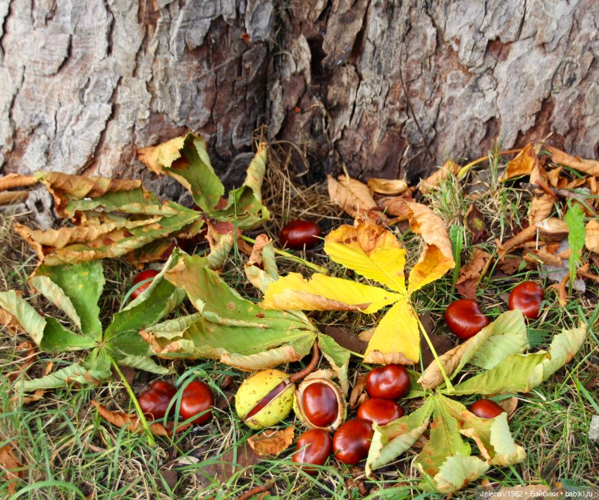 Мийский топик. Времена года