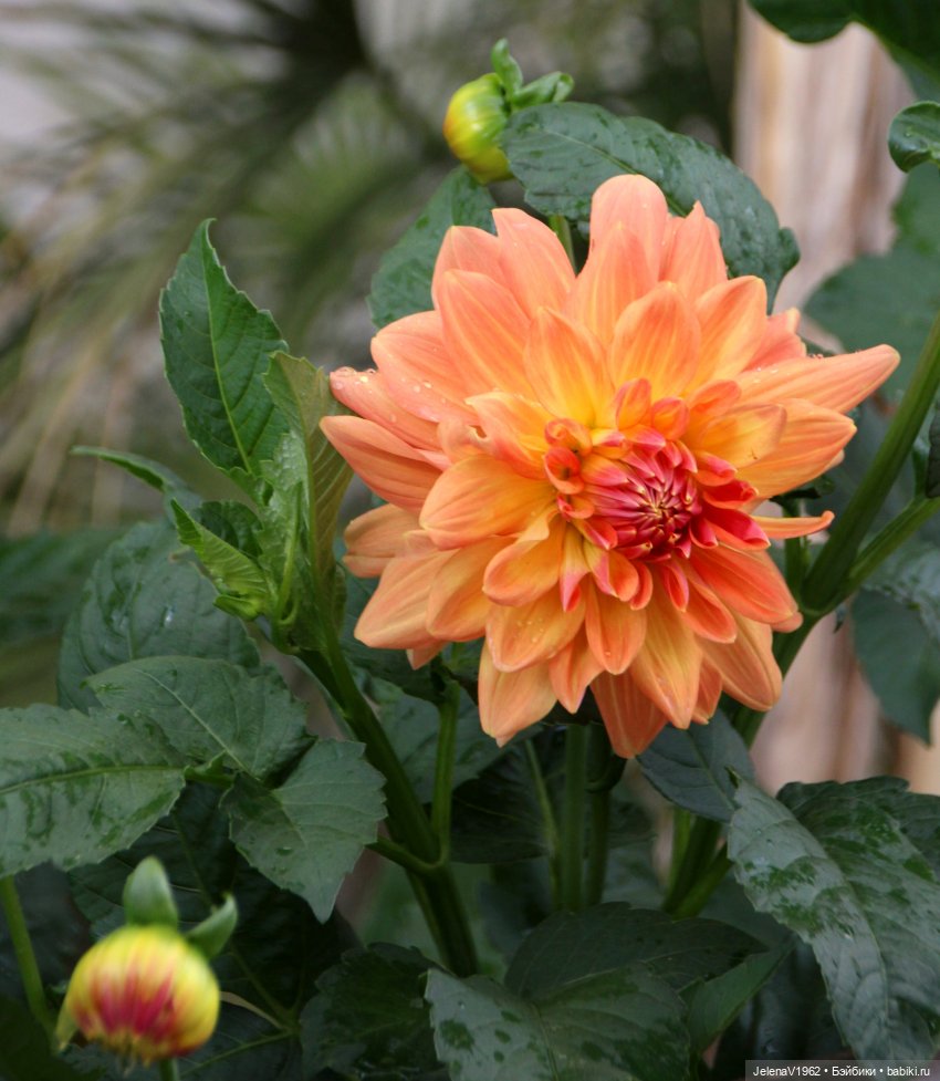 Мийский топик. Времена года