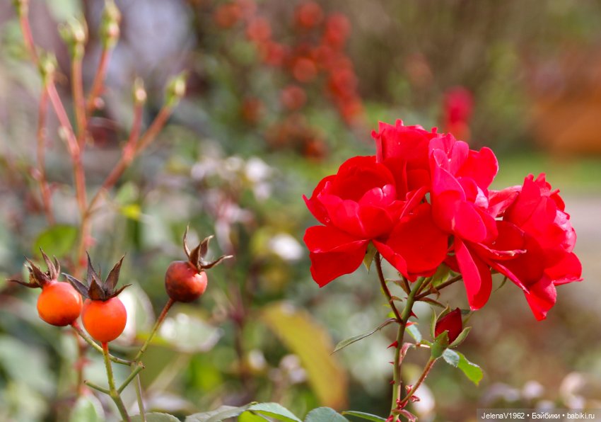 Тепло осени с Цвергами — Игровые куклы Zwergnase (Цвергназе) Junior: Джуниор