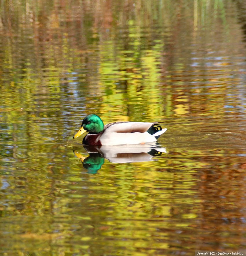 Тепло осени с Цвергами — Игровые куклы Zwergnase (Цвергназе) Junior: Джуниор