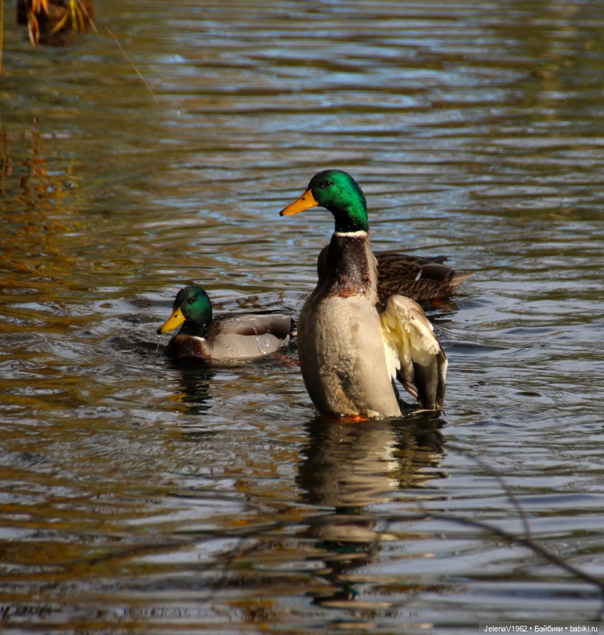 Тепло осени с Цвергами — Игровые куклы Zwergnase (Цвергназе) Junior: Джуниор