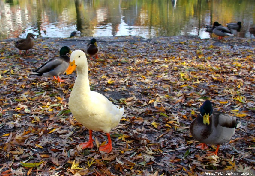 Тепло осени с Цвергами — Игровые куклы Zwergnase (Цвергназе) Junior: Джуниор