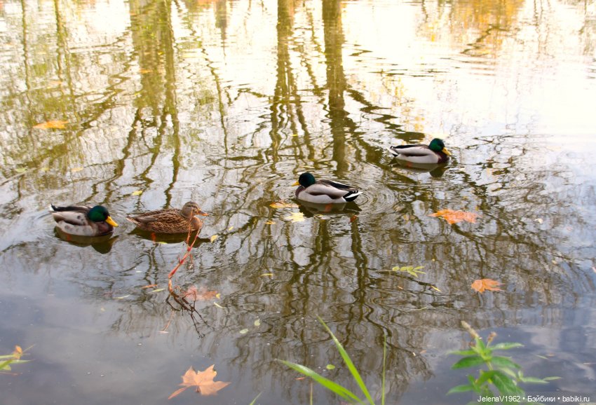 Тепло осени с Цвергами — Игровые куклы Zwergnase (Цвергназе) Junior: Джуниор