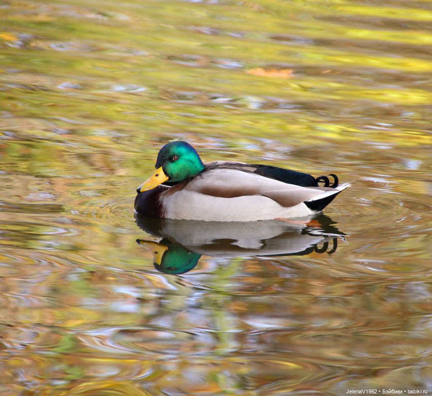 Тепло осени с Цвергами — Игровые куклы Zwergnase (Цвергназе) Junior: Джуниор