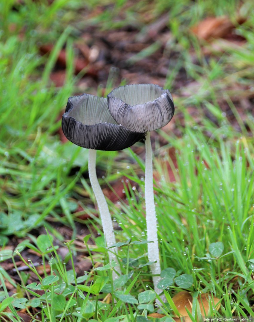 Тепло осени с Цвергами — Игровые куклы Zwergnase (Цвергназе) Junior: Джуниор