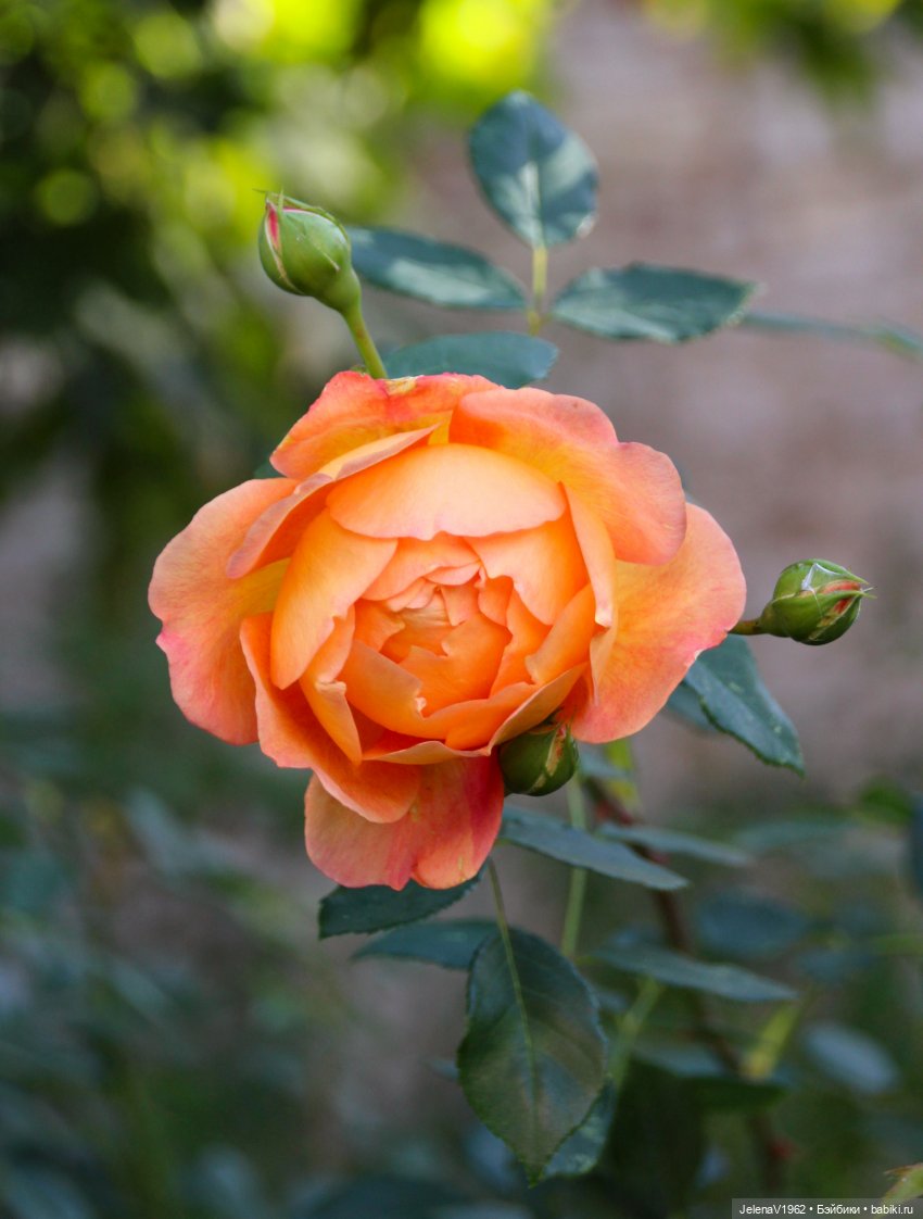 Тепло осени с Цвергами — Игровые куклы Zwergnase (Цвергназе) Junior: Джуниор (фото 6)