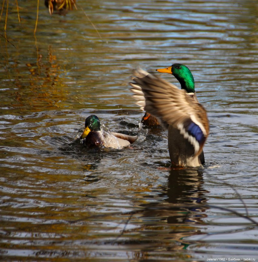 Тепло осени с Цвергами — Игровые куклы Zwergnase (Цвергназе) Junior: Джуниор