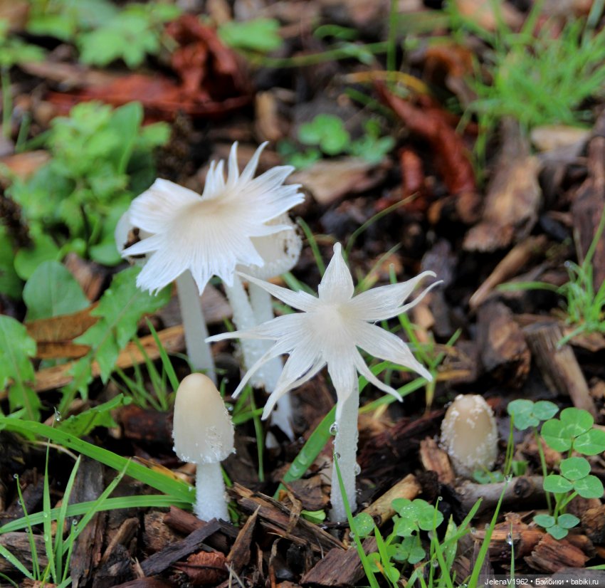 Тепло осени с Цвергами — Игровые куклы Zwergnase (Цвергназе) Junior: Джуниор