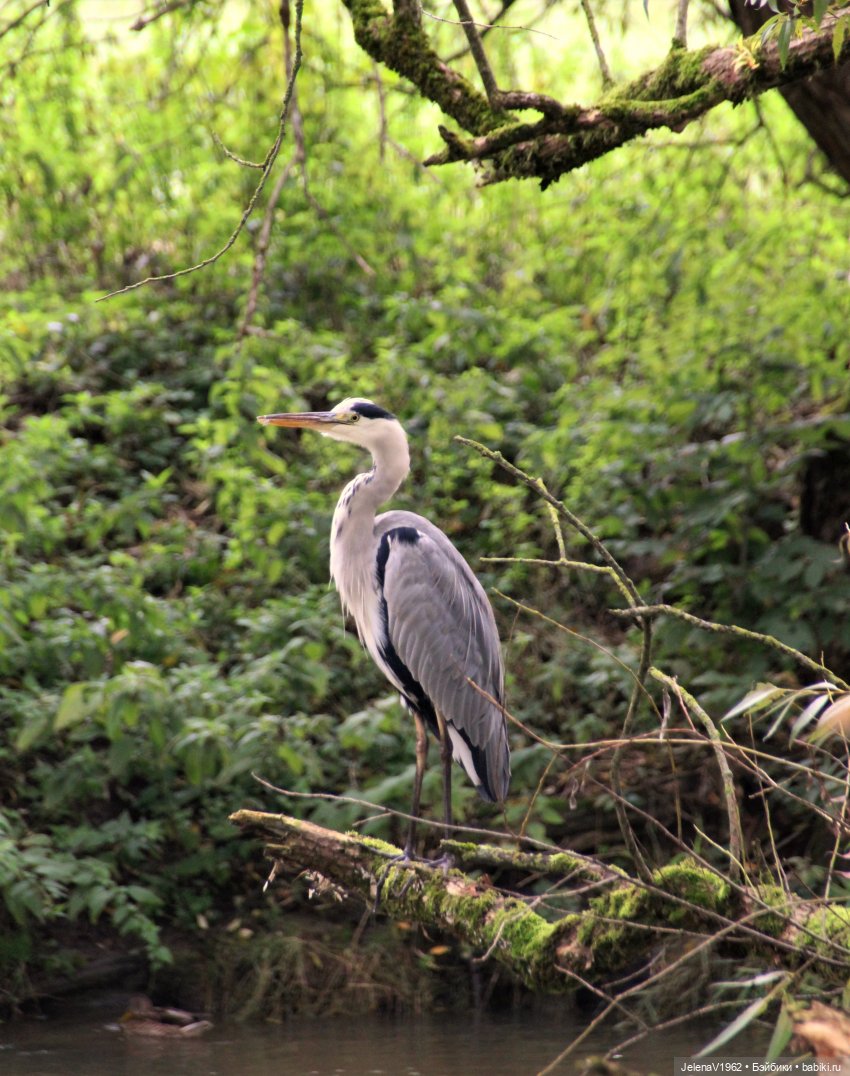 Тепло осени с Цвергами — Игровые куклы Zwergnase (Цвергназе) Junior: Джуниор