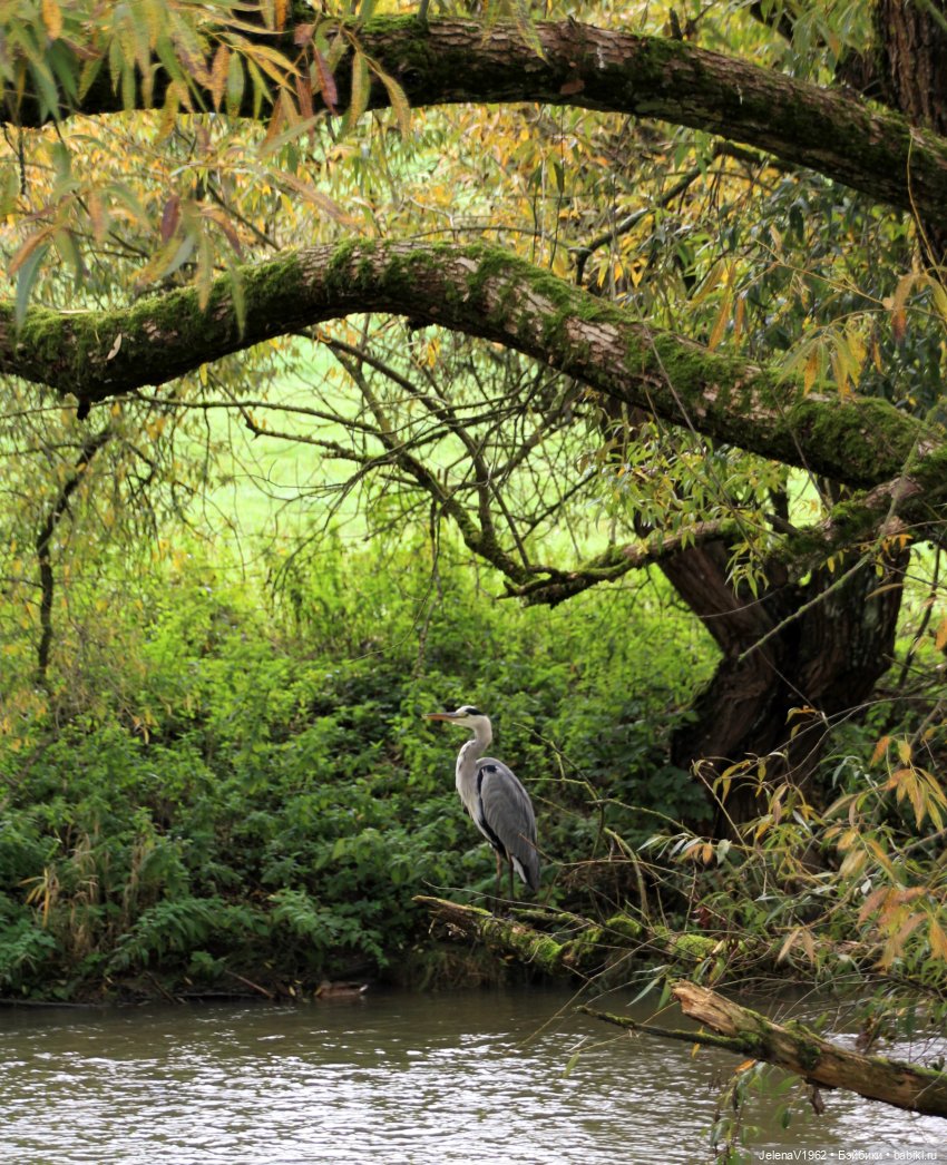 Тепло осени с Цвергами — Игровые куклы Zwergnase (Цвергназе) Junior: Джуниор