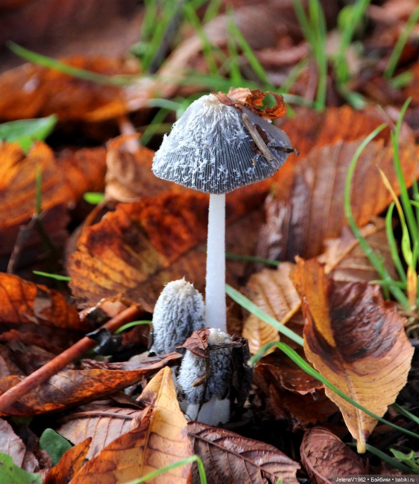 Тепло осени с Цвергами — Игровые куклы Zwergnase (Цвергназе) Junior: Джуниор