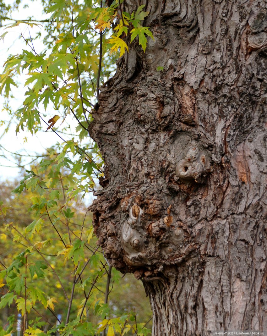 Тепло осени с Цвергами — Игровые куклы Zwergnase (Цвергназе) Junior: Джуниор