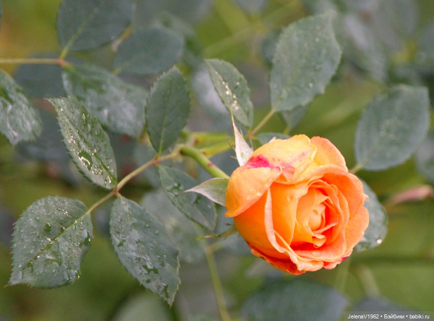 Тепло осени с Цвергами — Игровые куклы Zwergnase (Цвергназе) Junior: Джуниор