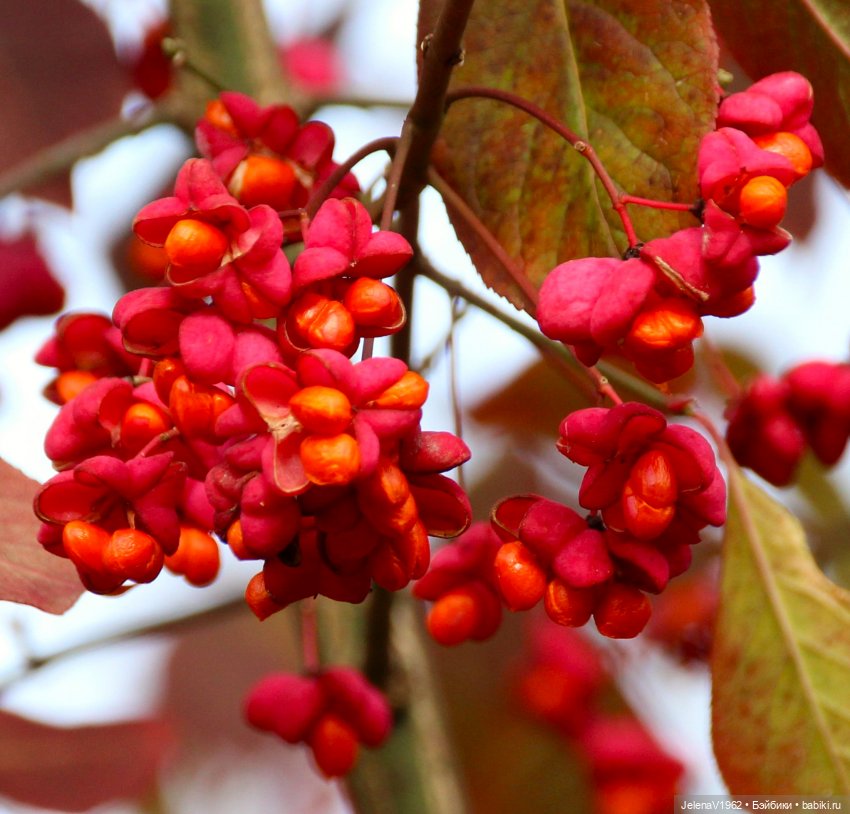 Тепло осени с Цвергами — Игровые куклы Zwergnase (Цвергназе) Junior: Джуниор