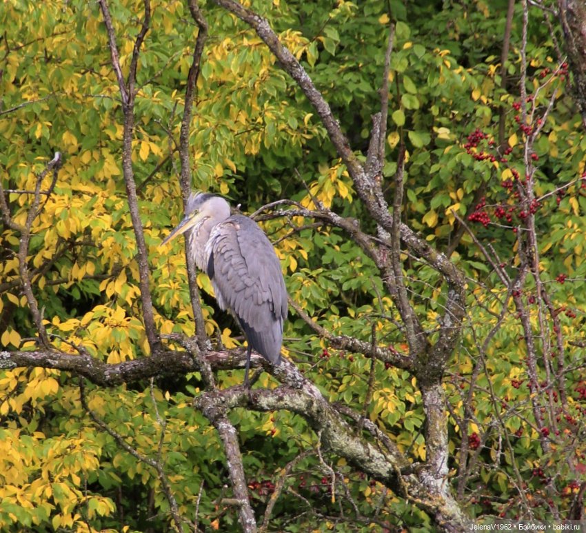 Тепло осени с Цвергами — Игровые куклы Zwergnase (Цвергназе) Junior: Джуниор