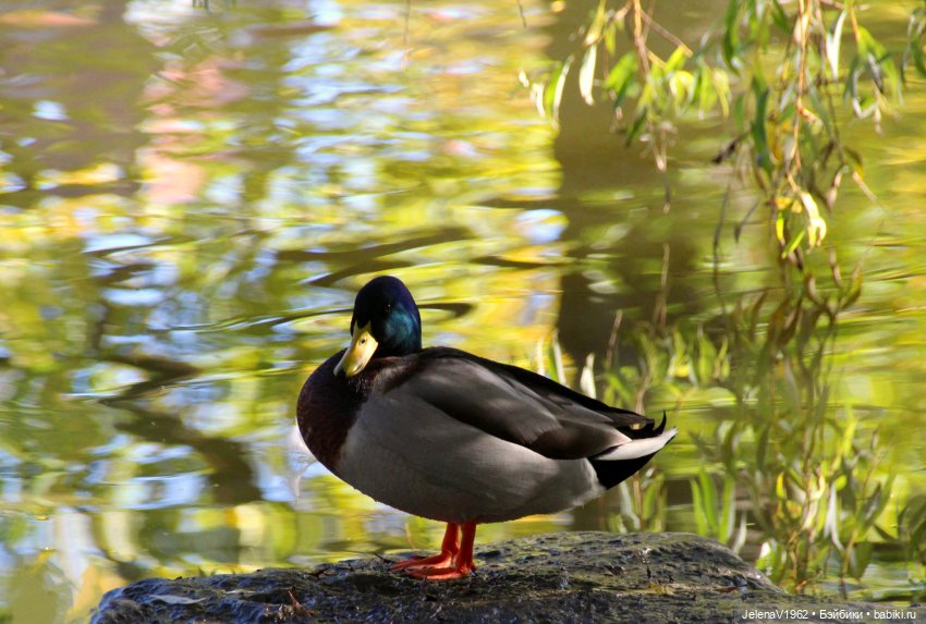 Тепло осени с Цвергами — Игровые куклы Zwergnase (Цвергназе) Junior: Джуниор (фото 5)