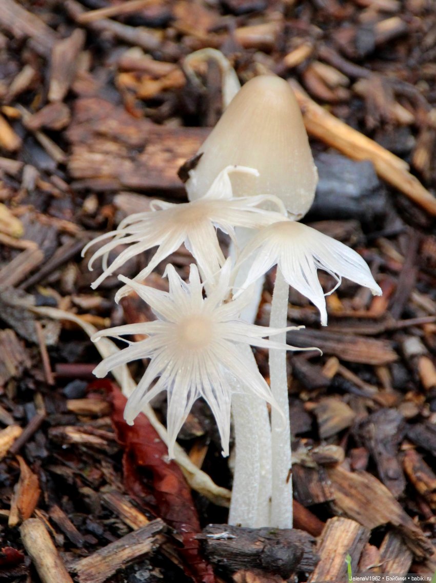 Тепло осени с Цвергами — Игровые куклы Zwergnase (Цвергназе) Junior: Джуниор