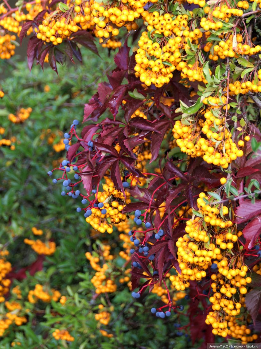 Тепло осени с Цвергами — Игровые куклы Zwergnase (Цвергназе) Junior: Джуниор