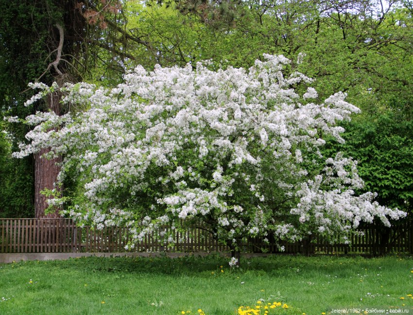 Мийская весна — Куклы Nines d'Onil (Нинес): Миа (Mia)