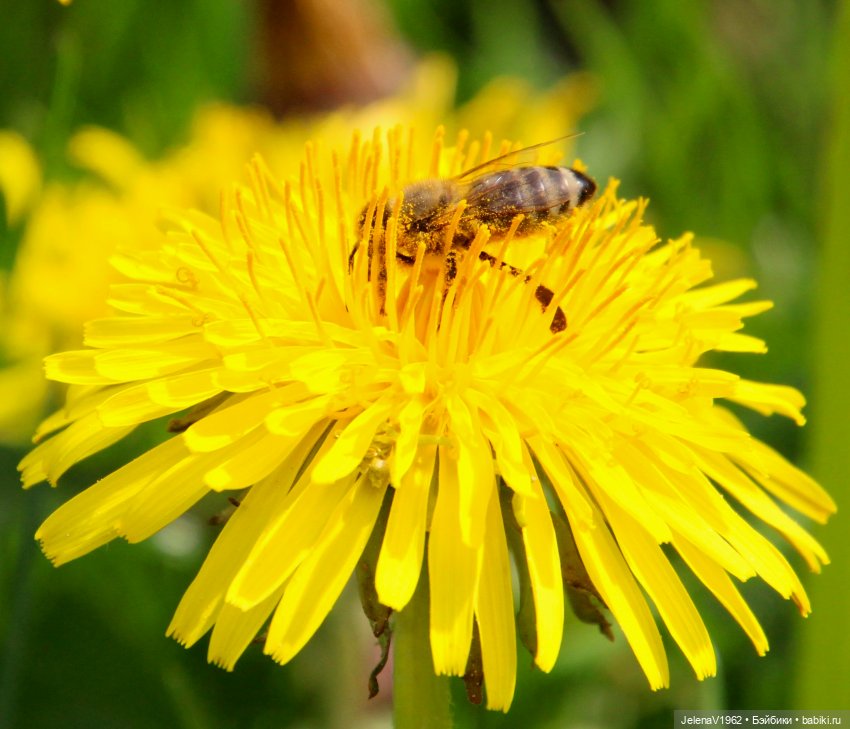 Мийская весна — Куклы Nines d'Onil (Нинес): Миа (Mia)