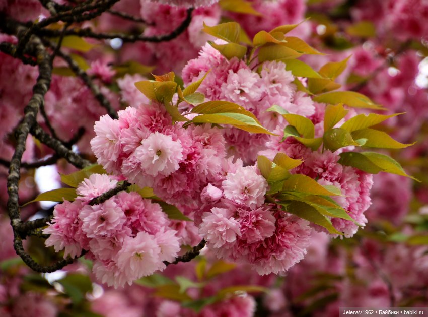 Мийская весна — Куклы Nines d'Onil (Нинес): Миа (Mia)