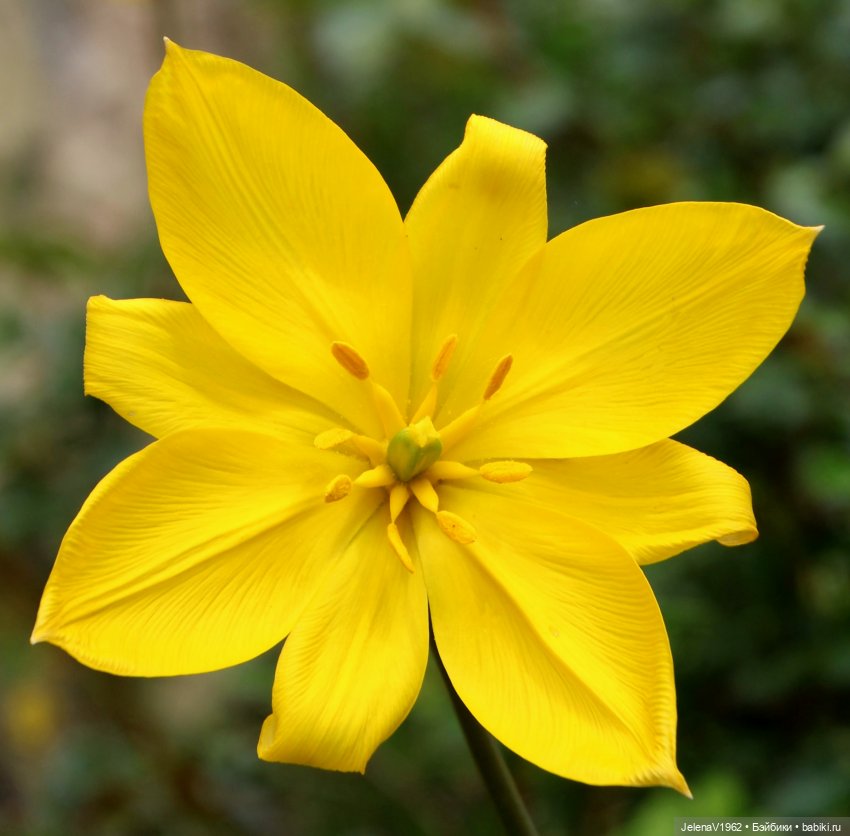 Мийская весна — Куклы Nines d'Onil (Нинес): Миа (Mia)