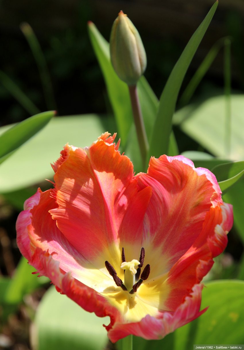 Мийская весна — Куклы Nines d'Onil (Нинес): Миа (Mia) (фото 4)